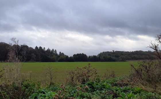 Large-scale arable agriculture foregrounds views to Bluebell Wood: