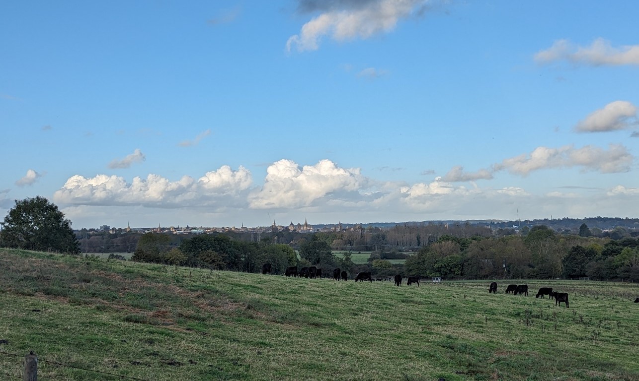 Grazing cattle and views towards the dreaming spires of Oxford at Hinksey Heights: