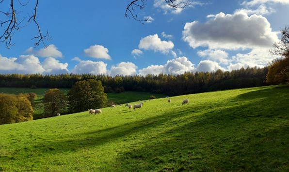 Grazing pasture on steeper slopes (Moulsford Downs):